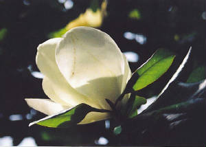 magnolia5.jpg